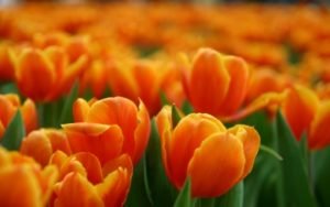 OLANDA_TULIPANI.jpg