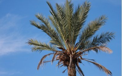 Palma de Mallorca.jpg