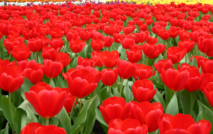 OLANDA 7