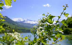 Switzerland 37